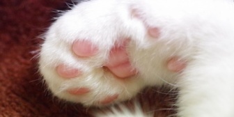 妻がなぜか「肉球」と正しく発音できないんだが…