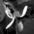 はすの花をカラーから白黒変換してアートの世界を表現しました。
