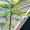 今年のチェリー… 野鳥にささげる(; ==)