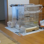 アッシのオカメ
