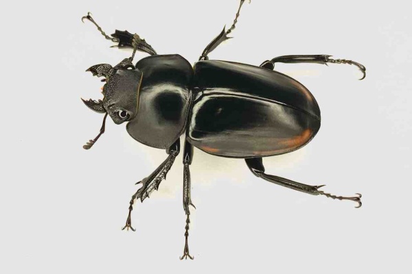 黒虫農場 - Odontolabis