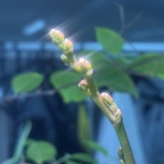 Beach Field　いいかげん日記帳Ⅲ