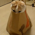 マックの袋で遊ぶ猫が可愛すぎると話題