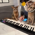 聞き慣れない音にイカ耳の猫たち