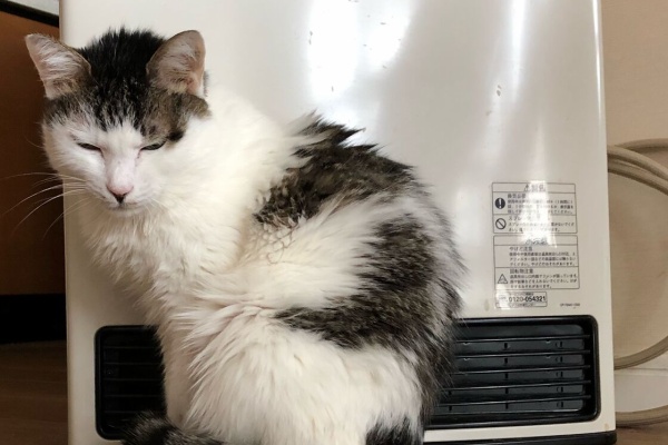 元気にしてるニャン