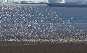 優美さに圧倒されるシギの群れ