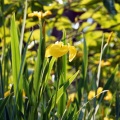 Healing Garden　余白をつくる