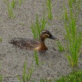 2026年6月3日の野鳥公園