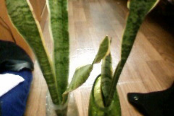 リアル多肉植物育成ゲーム サンセベリア
