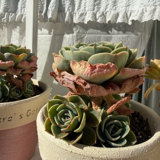 のばらのガーデニングブログ　Hana and Rose Garden+