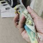 カズナル　～鳥達の襲撃