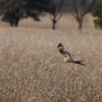 時々の野鳥たち