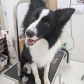 うるま店 トリミング🐶✂️