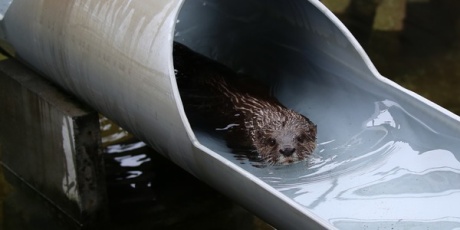 かわうそ初心者のブログ 市川市動植物園