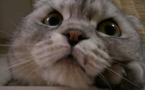 猫は自分の姿を理解している？