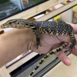 『新入荷です！エジプト便、スティーブ便など！』の画像