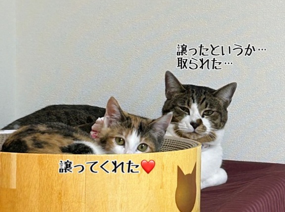 忍野ちゃんのずっとのおウチ♪