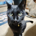 猫様たちの日常