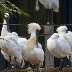 ふなきちのフィールドノート