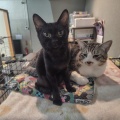 仔猫のねずこちゃんのご紹介と卒業ブログ