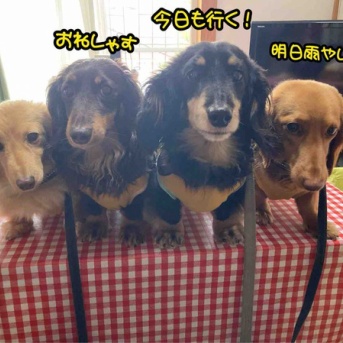 明日から雨。
