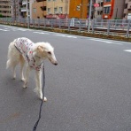 いんちょブログ