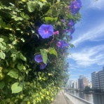 涌キ園日記帖～転がる小岩