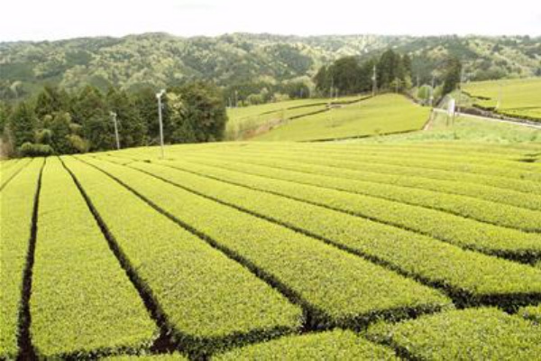 うちのむら方言 気になる言葉集 村一番