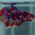 18月9日(金)熱帯魚入荷情報🐟