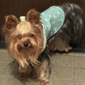ソラの兄弟と会ってきました🐶