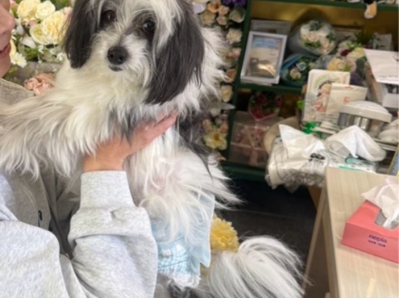 飼い主様が亡くなり放棄になりました🐶💙🥲