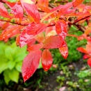 紅葉したブルーベリーの葉に初雪が