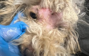 このプードルちゃんは今朝　虹の橋を越えてしまいました🌈