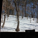 今日の野鳥レストラン