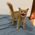 ガリガリのシータさんのみたいな茶トラの子猫を保護しました。②