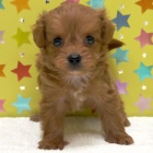 『	 新しいわんちゃんの紹介です🐶』の画像