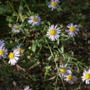 ヨメナ（Aster yomena (Kitam.) Honda）