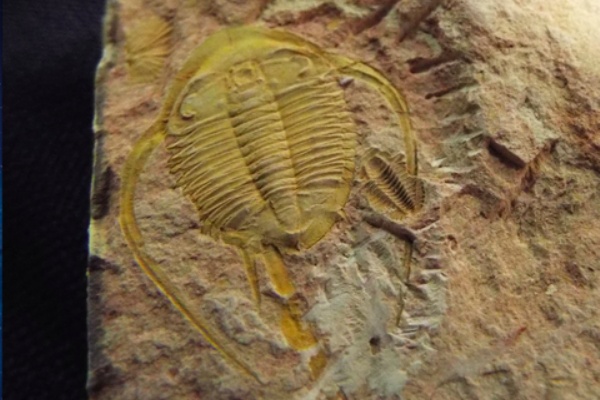 三葉虫　化石　Malungia No.129 No.137 Redlichia mansuyi : 三葉虫の世界