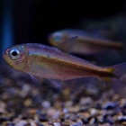 『6月5日(木)熱帯魚入荷情報①🐟』の画像