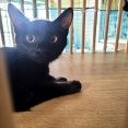 今日は黒猫ゴウちゃん