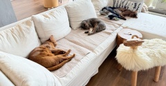 ソファーは猫たちに占領されがち