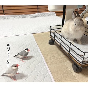 うさぎのルリと文鳥たち(7/18追記)