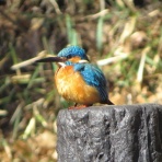 花鳥いろいろ 四季の野鳥