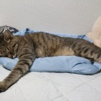 なごちゃん光ちゃんに癒されて　