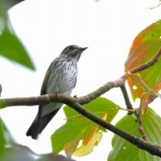 2025年9月19日の野鳥公園