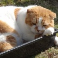 ハイビスカス
