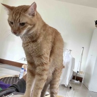 猫が慢性腎臓病ステージ3と言われたのに数値が正常に戻った話【前編】