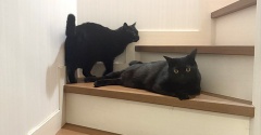 暑くなってだらける猫たち