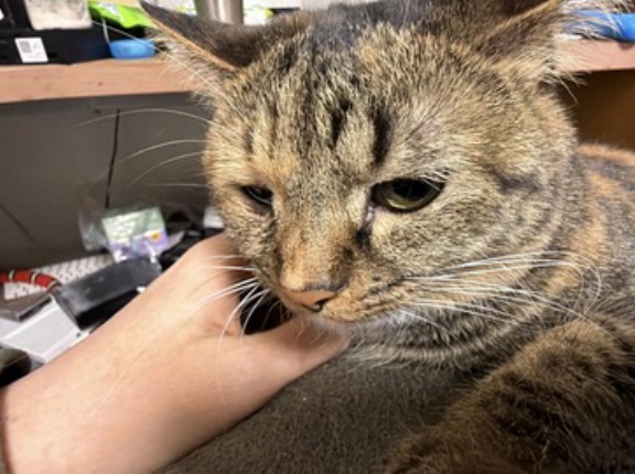 猫に悲しみの感情はあるか　20260206