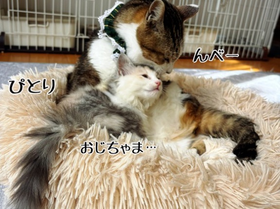 無事帰宅とシュウさまガールズ